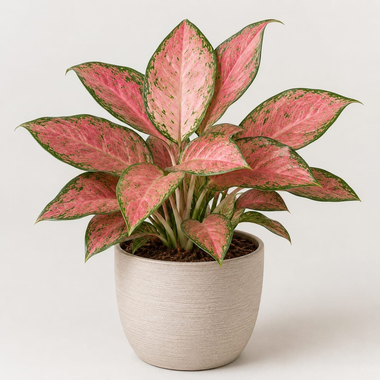 Aglaonema Panama Pink