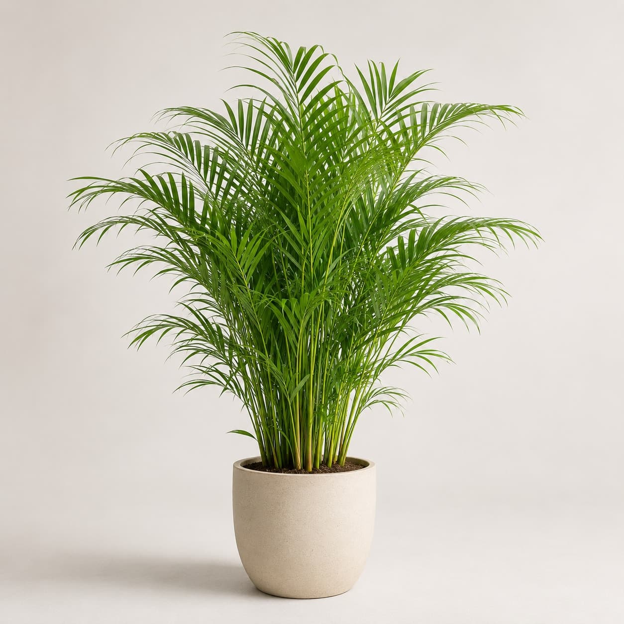 Areca Palm