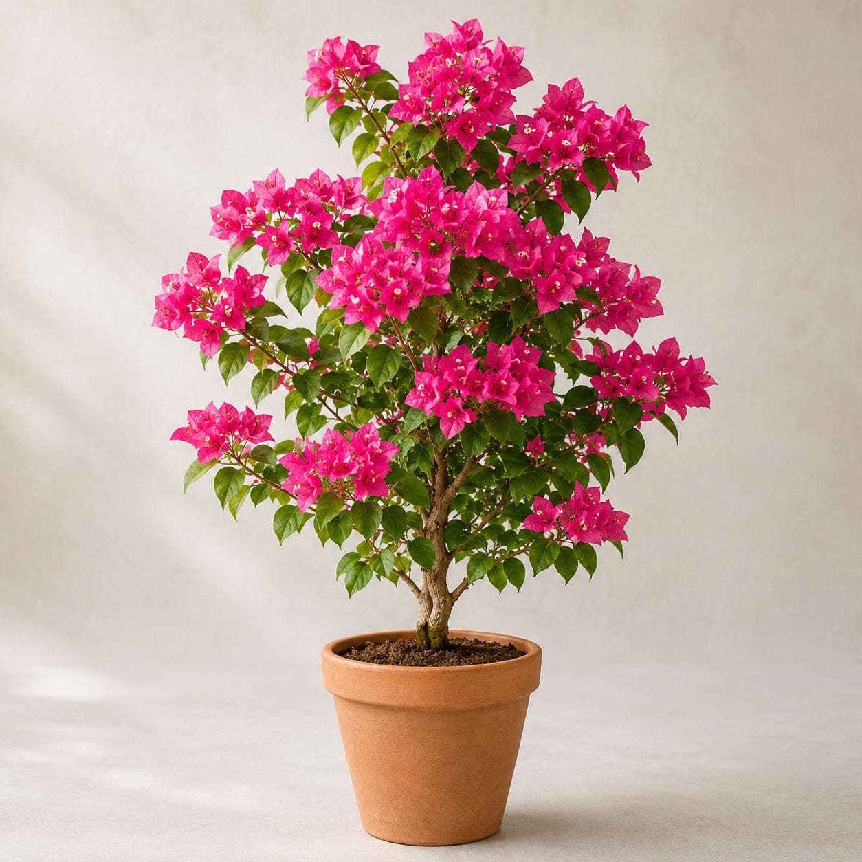 Bougainvillea Pink