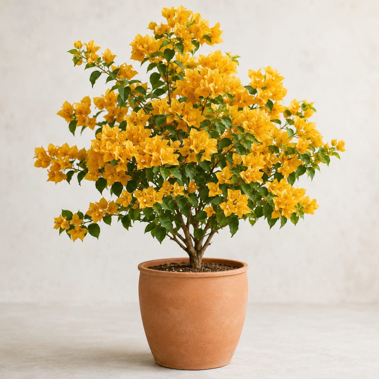 Bougainvillea Mustard