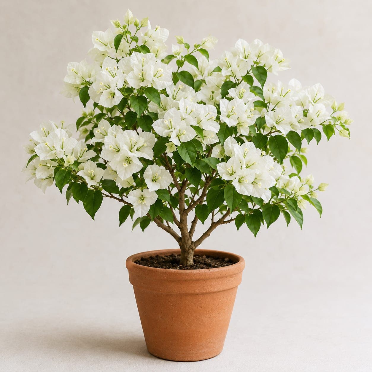 Bougainvillea White