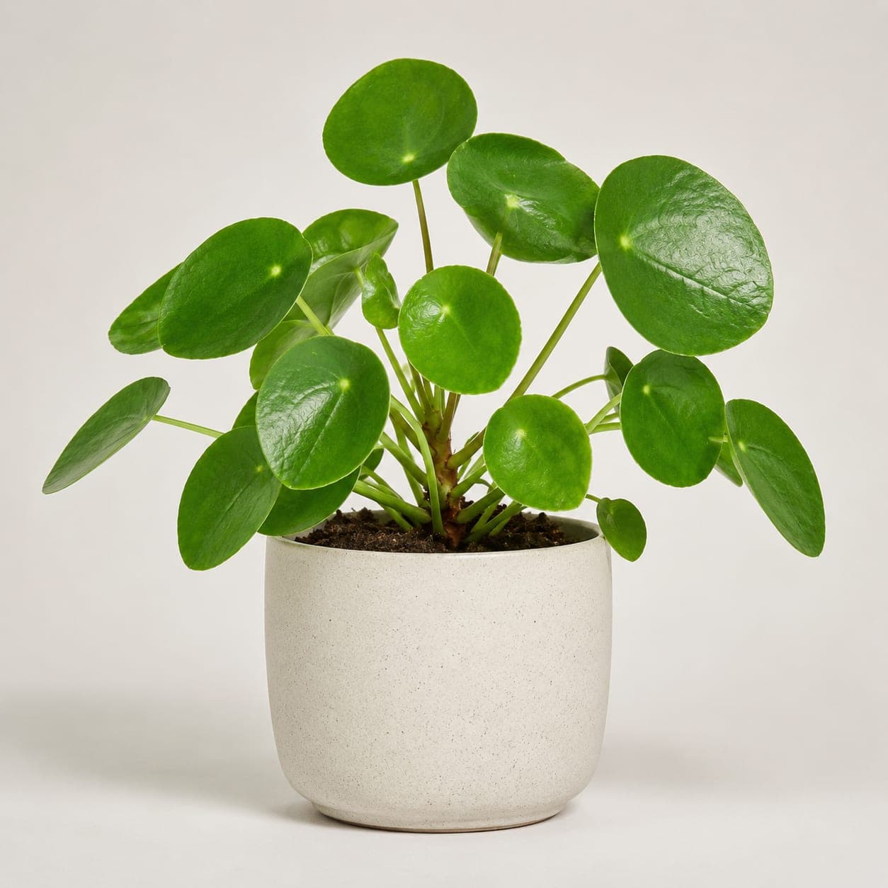 Chinese Money Plant