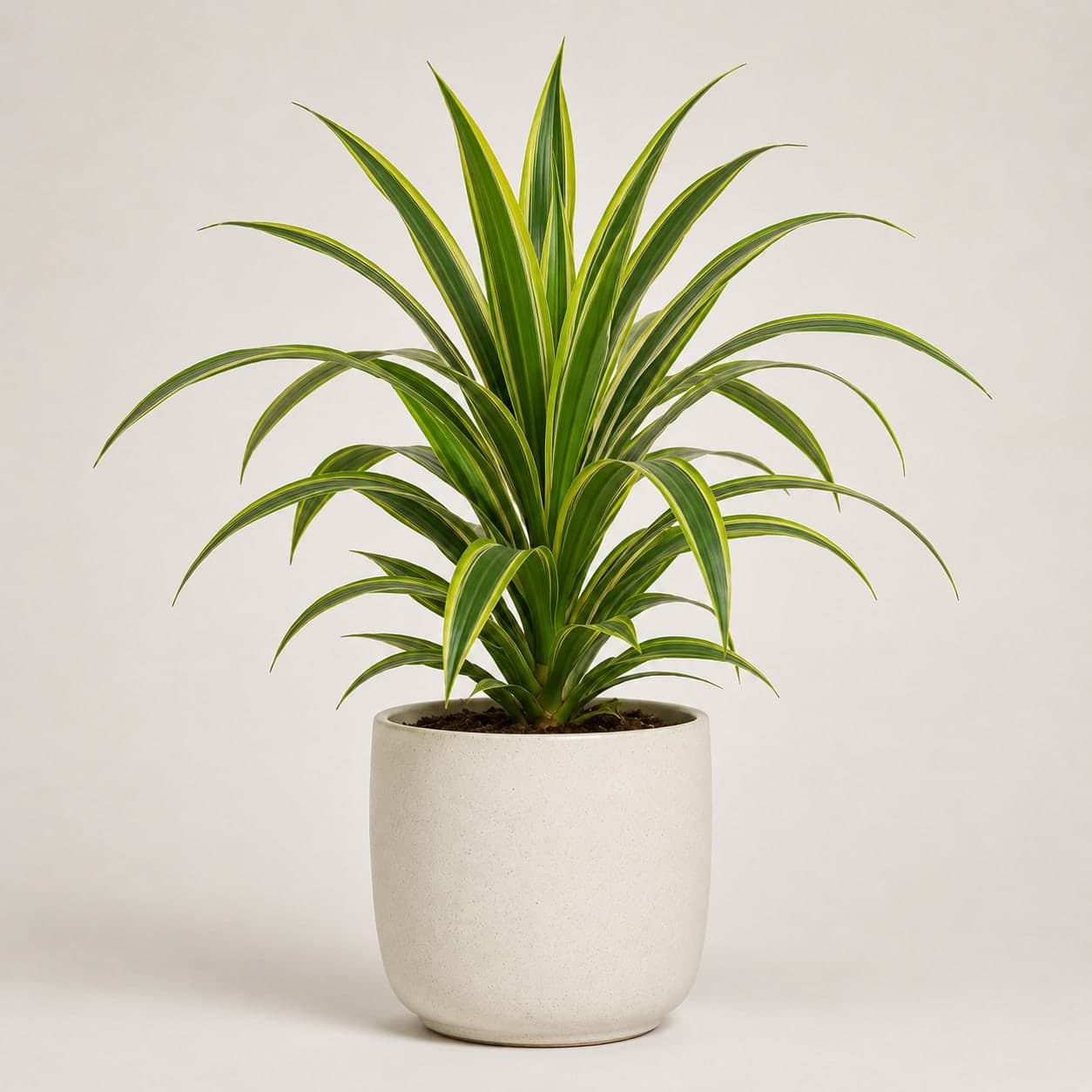 Dracaena