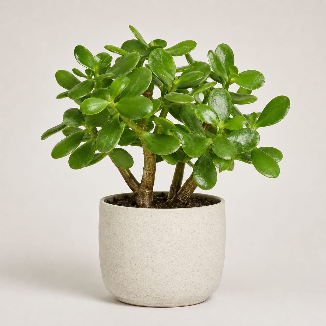 Jade Plant