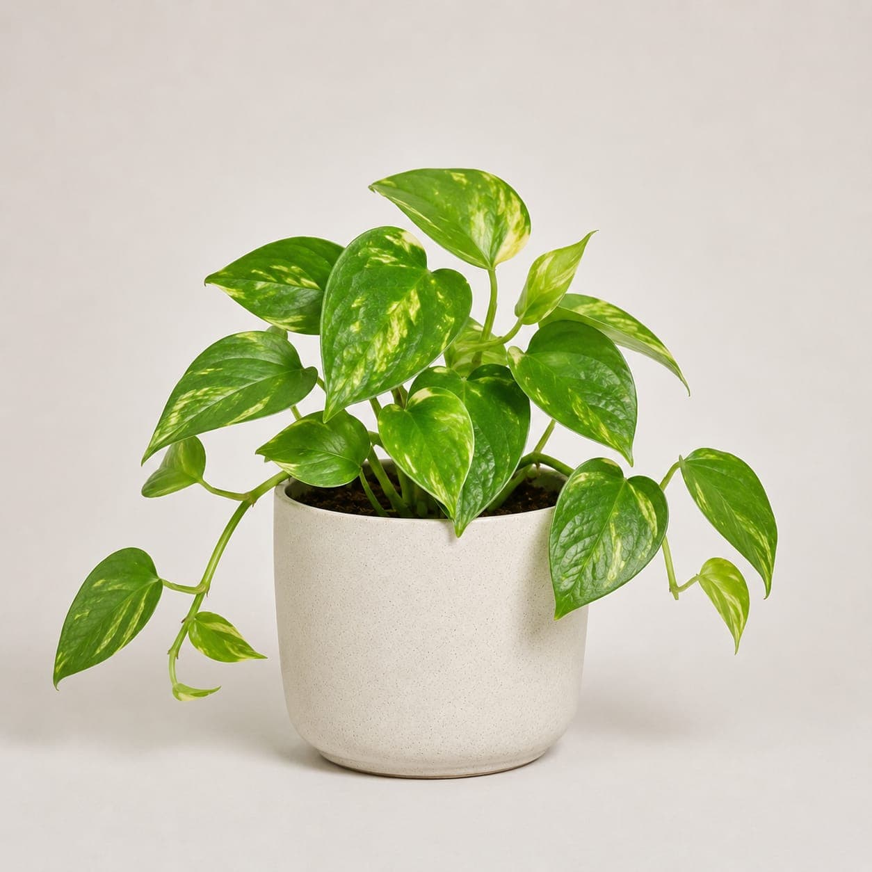 Money Plant - Small
