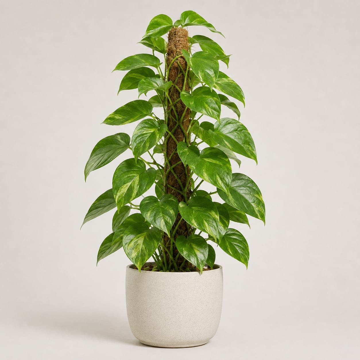 Money Plant with Moss - Big Stick