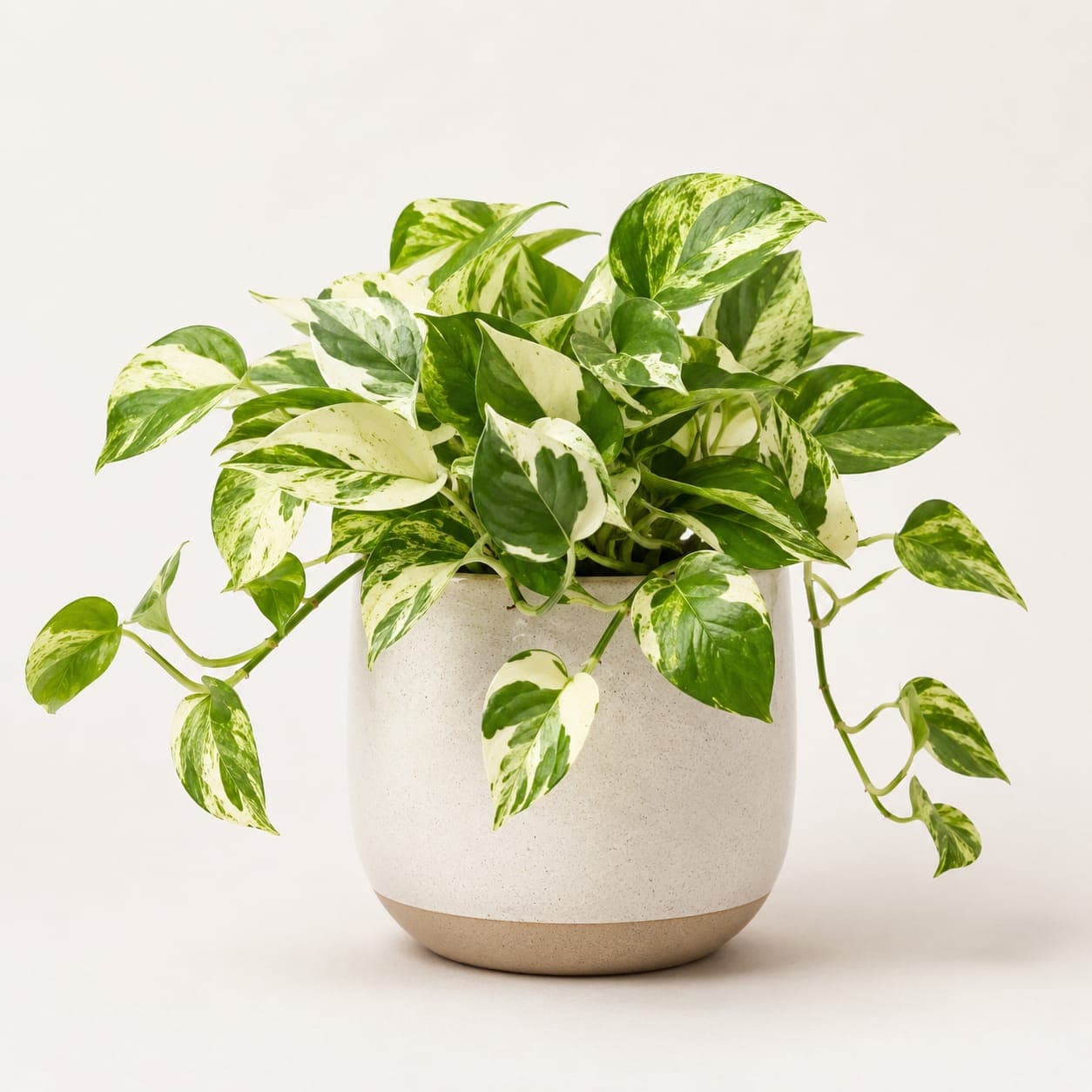 N'Joy Money Plant