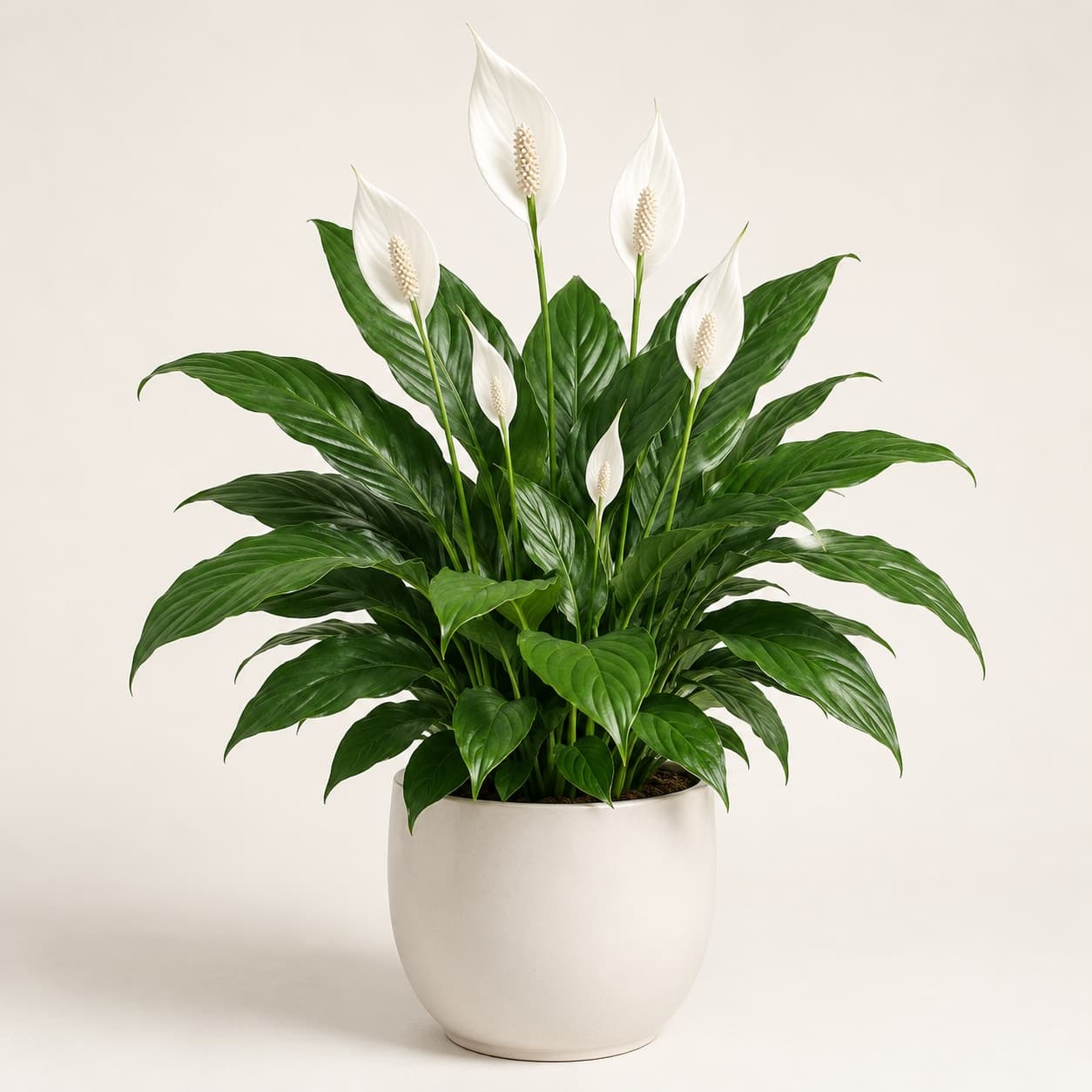 Peace Lily