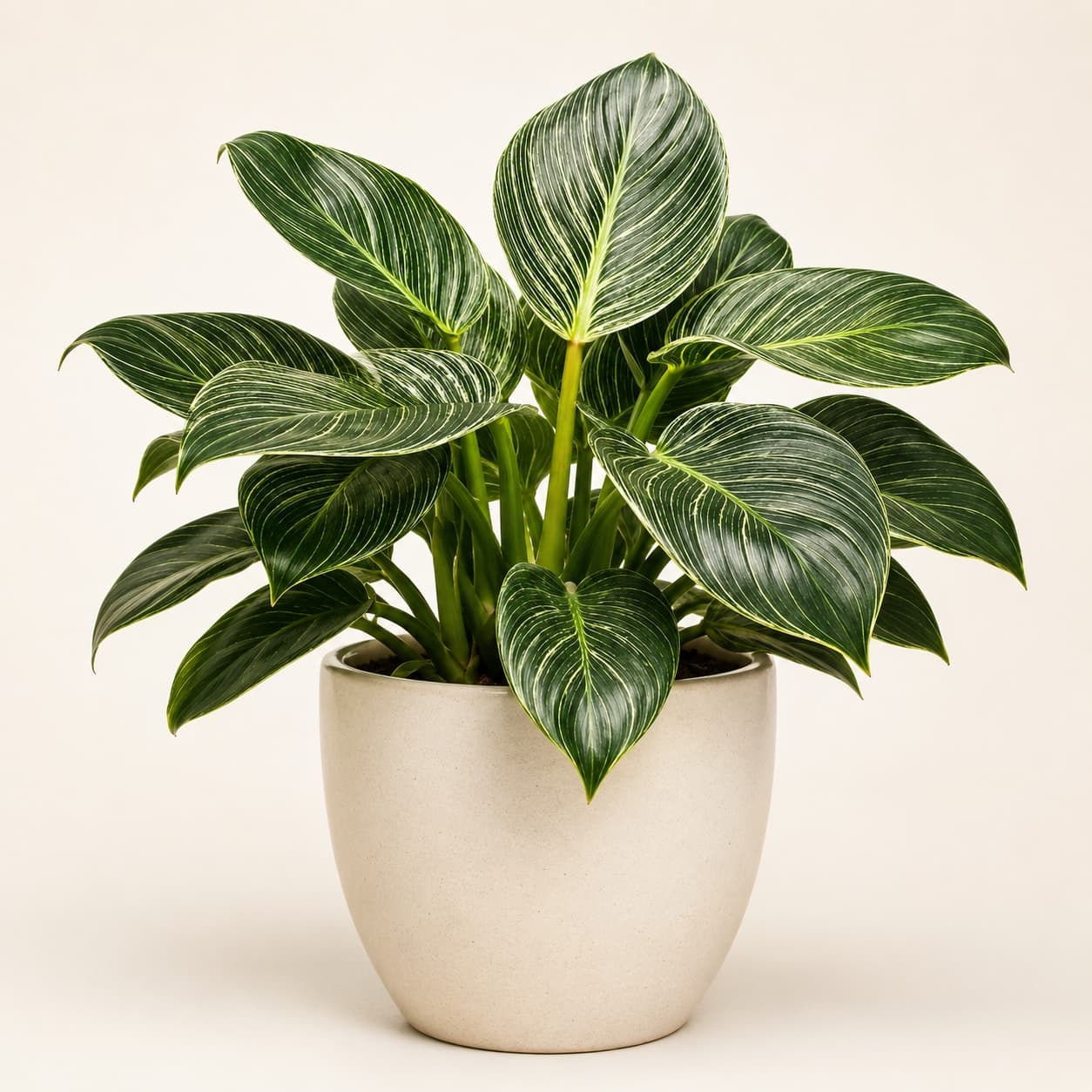 Philodendron Birkin